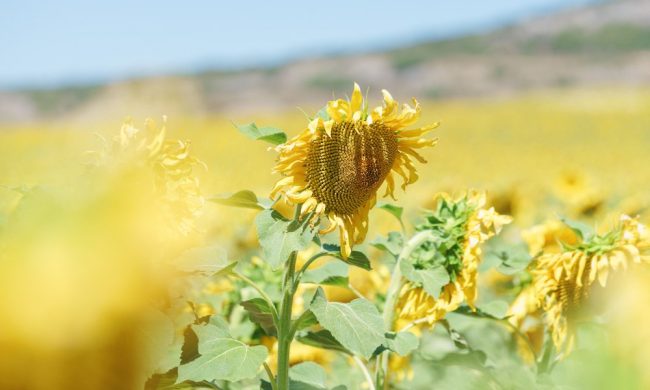GULLON_2020.04_ARTICLE_aceite-girasol-alto-oleico_web
