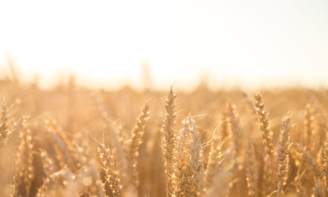 GULLON_2020.07_ARTICLE_propiedades-cereales-integrales-web