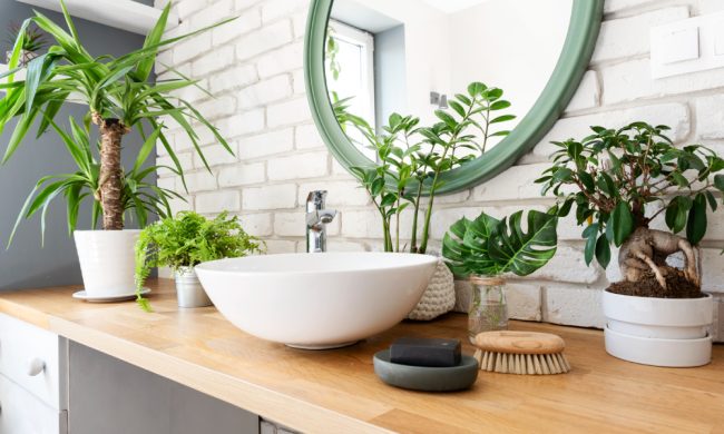 Que plantas de interior colocar na casa de banho Que plantas de interior colocar na casa de banho